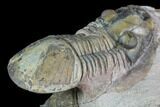 Metacanthina & Paralejurus Trilobites - Lghaft, Morocco #89287-5